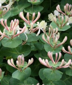 Lonicera caprifolium 150-200 cm container