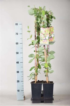 Lonicera heckr. 'American Beauty' 80-100 cm cont. 2,0L - afbeelding 1