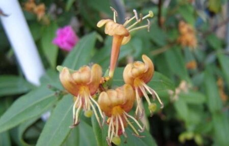 Lonicera henryi 'Copper Beauty' geen maat specificatie container - afbeelding 1