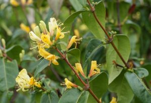 Lonicera henryi 'Copper Beauty' geen maat specificatie container - afbeelding 2