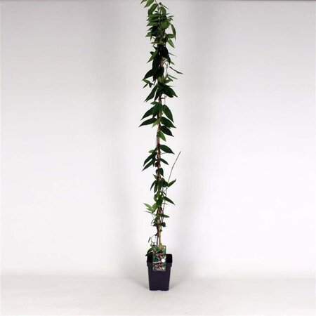 Lonicera henryi 150-175 cm cont. 5,0L - afbeelding 1