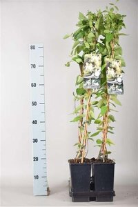 Lonicera jap. 'Halliana' 80-100 cm cont. 2,0L - afbeelding 4