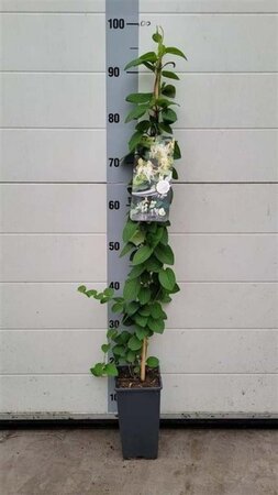 Lonicera jap. 'Halliana' 80-100 cm cont. 2,0L - afbeelding 5