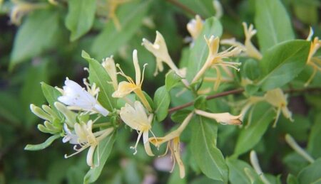 Lonicera jap. 'Halliana' 80-100 cm cont. 2,0L - afbeelding 3