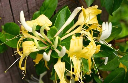 Lonicera jap. 'Halliana' geen maat specificatie cont. 3,0L - afbeelding 1