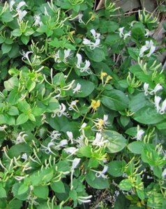 Lonicera jap. 'Halliana' geen maat specificatie cont. 3,0L - afbeelding 2