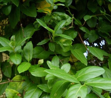 Lonicera jap. 'Hall's Prolific' 80-100 cm container - afbeelding 2