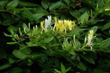 Lonicera jap. 'Hall's Prolific' geen maat specificatie container - afbeelding 3