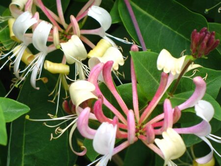 Lonicera per. 'Belgica' geen maat specificatie container - afbeelding 1