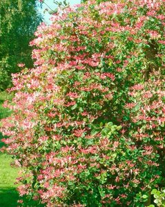 Lonicera per. 'Belgica Select' geen maat specificatie container