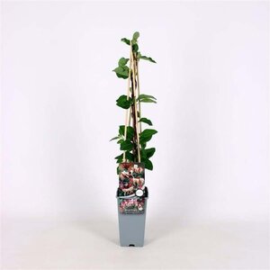 Lonicera periclymenum 150-175 cm cont. 5,0L - afbeelding 1