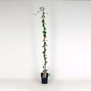 Lonicera periclymenum 150-175 cm cont. 5,0L - afbeelding 2