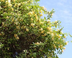 Lonicera periclymenum geen maat specificatie container - afbeelding 1