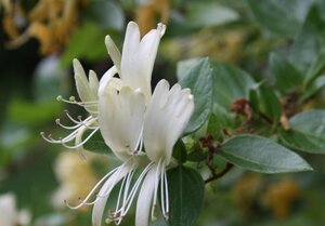 Lonicera periclymenum geen maat specificatie container - afbeelding 2