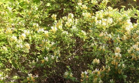 Lonicera periclymenum geen maat specificatie container - afbeelding 3