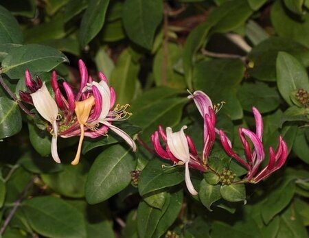 Lonicera per. 'Serotina' geen maat specificatie container - afbeelding 1