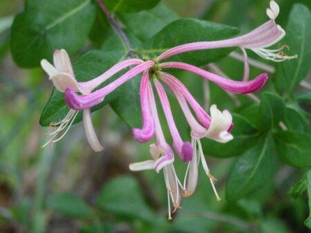 Lonicera per. 'Serotina' geen maat specificatie container - afbeelding 2