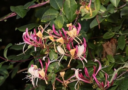 Lonicera per. 'Serotina' geen maat specificatie container - afbeelding 3