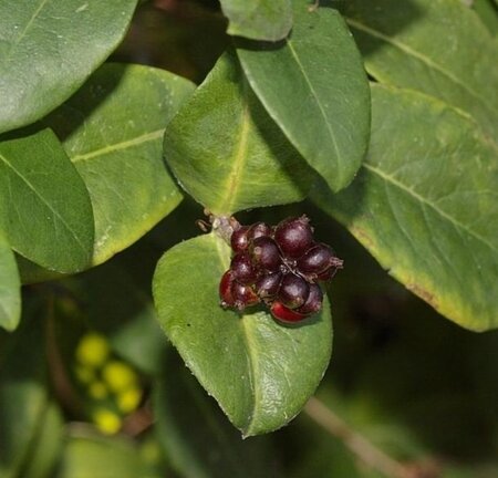 Lonicera per. 'Serotina' geen maat specificatie container - afbeelding 4