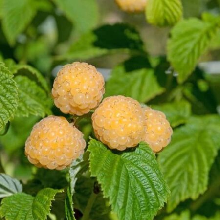 Rubus idaeus 'Fallgold' geel HERFST  geen maat specificatie cont. 3,0L