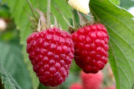 Rubus idaeus 'Glen Ample' Rood ZOMER 1jr. A kwal. wortelgoed struik