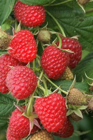 Rubus idaeus 'Glen Clova' rood ZOMER 1jr. A kwal. wortelgoed struik