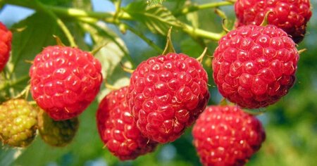 Rubus idaeus 'Héritage' Rood HERFST 1jr. A kwal. wortelgoed struik - afbeelding 1