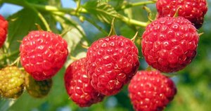 Rubus idaeus 'Héritage' Rood HERFST 1jr. A kwal. wortelgoed struik - afbeelding 1