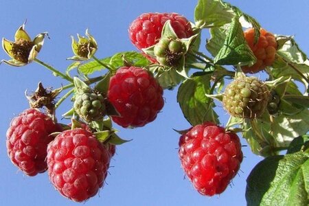 Rubus idaeus 'Malling Promise' rood ZOMER geen maat specificatie cont. 3,0L - afbeelding 1