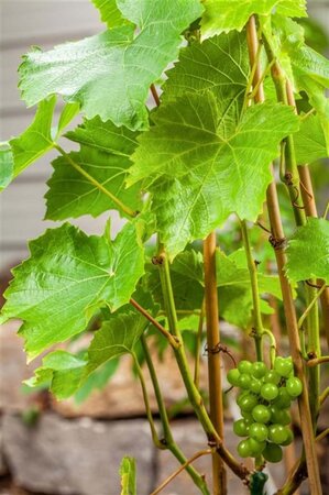 Vitis 'Lakemont' (Wit - Pitloos) geen maat specificatie cont. 1,5L