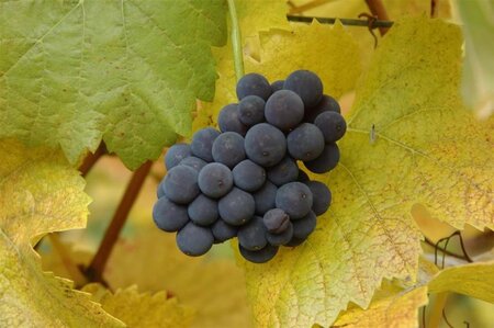 Vitis 'Muscat Bleu' 80-100 cm container - afbeelding 1