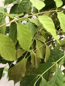 Wisteria sinensis 200-250 cm cont. 5,0L - afbeelding 4