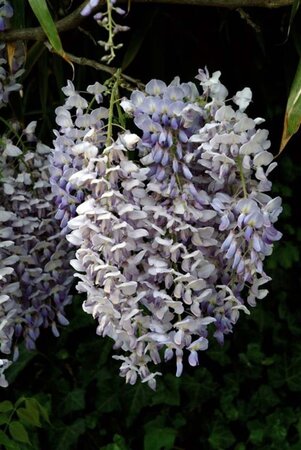 Wisteria sinensis 80-100 cm container - afbeelding 1