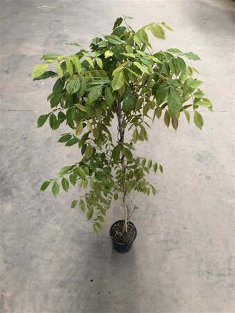 Wisteria sinensis 80-100 cm container - afbeelding 2