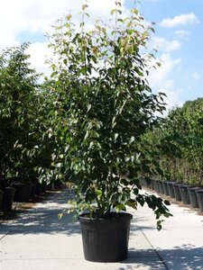 Acer davidii 200-250 cm cont. 90L meerstammig - afbeelding 2