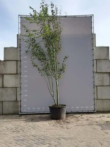 Acer davidii 350-400 cm draadkluit meerstammig