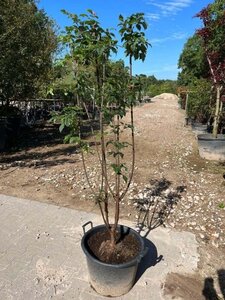 Acer griseum 150-175 cm draadkluit meerstammig - afbeelding 3