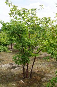 Acer griseum 150-175 cm draadkluit meerstammig - afbeelding 1