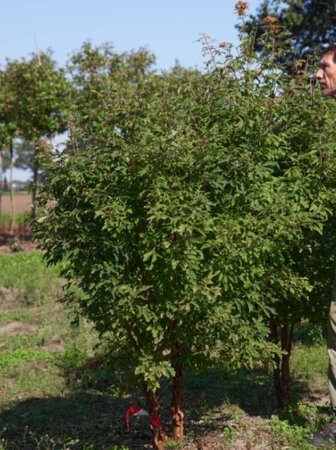 Acer griseum 150-175 cm draadkluit meerstammig - afbeelding 2