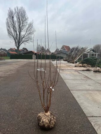 Acer griseum 175-200 cm met kluit meerstammig