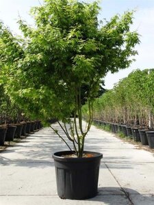 Acer palmatum 200-250 cm cont. 90L meerstammig - afbeelding 2