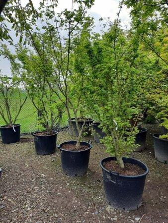 Acer palmatum 200-250 cm container multi-stem - image 3