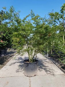 Acer palmatum 200-250 cm container multi-stem - image 5