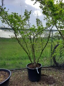 Acer palmatum 200-250 cm container multi-stem - image 6