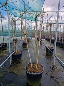 Acer pal. 'Dissectum Flavescens' 100-125 cm cont. 35L meerstammig