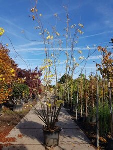 Acer saccharinum 350-400 cm container meerstammig - afbeelding 1