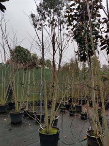 Acer saccharinum 350-400 cm container meerstammig - afbeelding 2