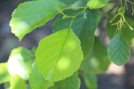 Alnus glutinosa 300-350 cm cont. 110L meerstammig - afbeelding 1