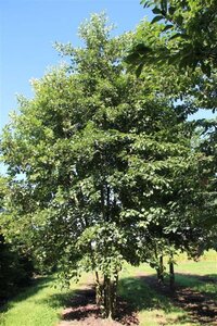 Alnus glutinosa 300-350 cm cont. 110L meerstammig - afbeelding 9