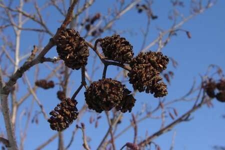 Alnus glutinosa 300-350 cm cont. 110L meerstammig - afbeelding 8